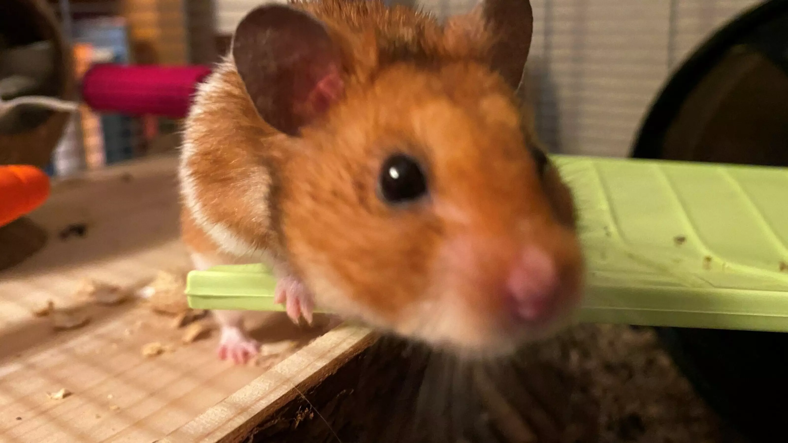 Unwanted lockdown hamster finds loving home Blue Cross